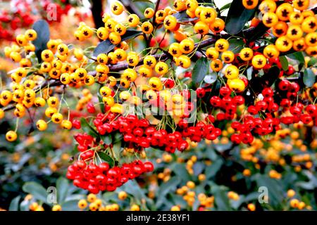 Pyracantha coccinea e 'Orange Glow' arancio e bacche rosse di Firethorn, gennaio, Inghilterra, Regno Unito Foto Stock