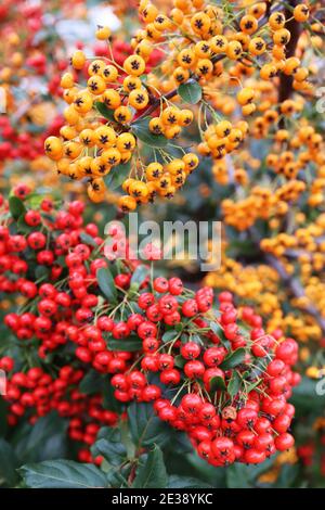 Pyracantha coccinea e 'Orange Glow' arancio e bacche rosse di Firethorn, gennaio, Inghilterra, Regno Unito Foto Stock