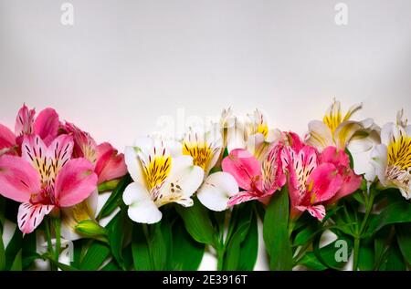 Fiori di primavera bouquet di fiori di Alstromeria bianco e rosa su sfondo bianco. Spazio per il testo. Foto Stock