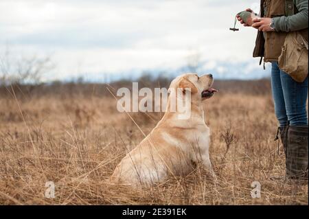 Formazione Labradro Retriever. Allenamento di caccia. labrador Retriever giallo addestrato è seduto davanti al suo gestore e in attesa di comandi Foto Stock