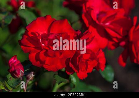 Rose rosse in giardino Foto Stock