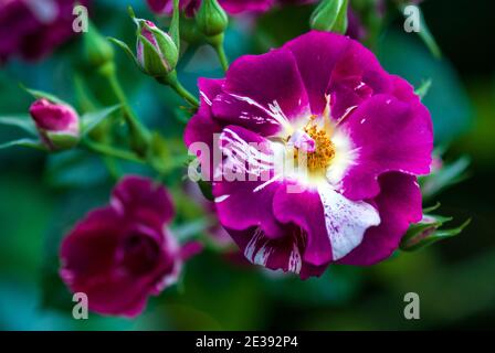 Viola Splash rose (Oh Wow! Carruth, USA 2009) fiori viola puntinato e striato di bianco Foto Stock