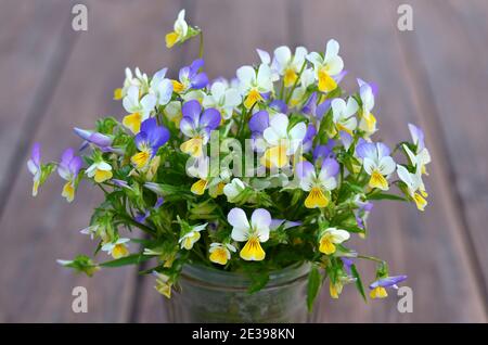 Bouquet di pansy selvatico in fiore o viola tricolore Foto Stock