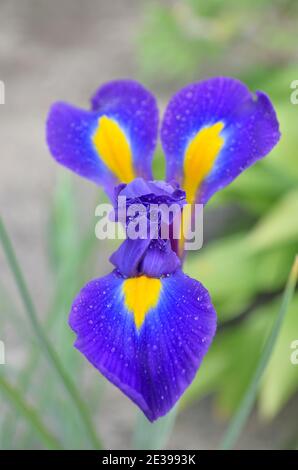 L'iride olandese o Iris Hollandica è una pianta ornamentale fiorente i cui petali sono coperti da goccioline d'acqua, primo piano. Foto Stock