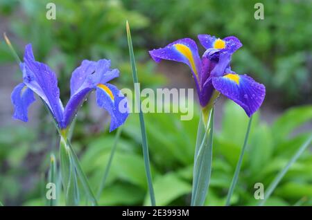 L'iride olandese o Iris Hollandica è una pianta ornamentale fiorente i cui petali sono coperti da goccioline d'acqua, primo piano. Foto Stock