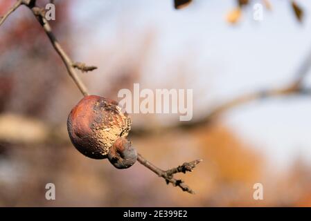 Due mele marcio su un ramo vuoto dell'albero della mela Foto Stock