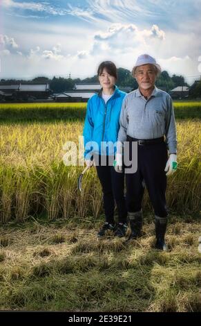 Sake making: Due coltivatori di riso che raccolgono riso nei campi della prefettura di Hyogo, Giappone Foto Stock