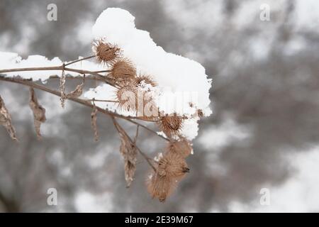 Semi di bardana essiccati (Arctium) (aka bave appiccicose) in inverno, coperti di neve fresca. Ancora mortale alle sciarpe, ecc. Ottawa, Ontario, Canada. Foto Stock