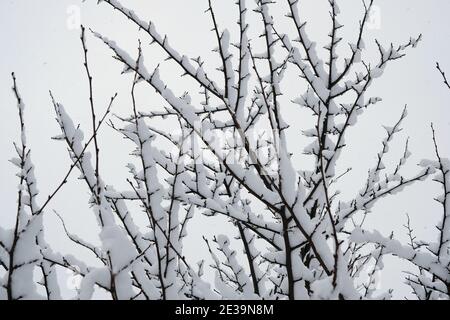L'accumulo ridicolo di neve sui rami dell'albero fa per le forme e i modelli trancingly frattali. Ottawa, Ontario, Canada. Foto Stock