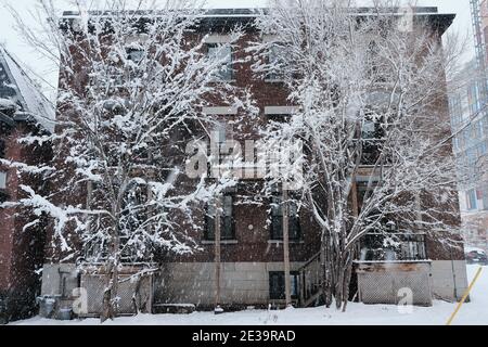 Ottawa innevata! Scene di Ottawa dopo un nuovo dumping di 25 cm. Alberi ricoperti di neve di fronte a un basso blocco di appartamenti di mattoni marroni. Canada. Foto Stock