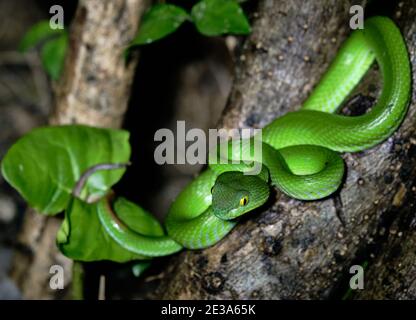 Bella vipa con gli occhi grandi pronto a caccia di notte rettile asiatico Foto Stock