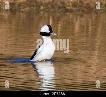 Bufflrhead (Bucephala albeola) drake tremando in un lago che riflette il fogliame autunnale, Galveston, Texas, USA. Foto Stock