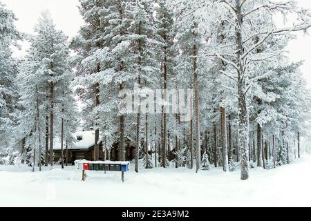 Scenario bianco di Lapponia. Coloratissime lettiere, alberi alti e una piccola capanna di legno dietro gli alberi ricoperti da uno strato di neve durante la fredda giornata invernale. Levi Foto Stock