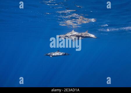 Delfini a macchia pantropicale, Stenella attenuata, in oceano aperto, Kona del Sud, Hawaii ( la Grande Isola ), Stati Uniti ( Oceano Pacifico Centrale ) Foto Stock