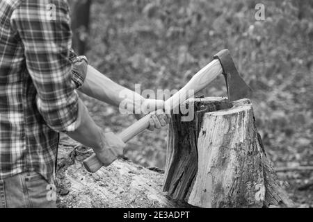 Taglio di una legna da ardere. Tritare il legno. Tritatutto in legno a mani maschili. Attrezzature Lumbermans. Silvicoltura. Raccolta del legname. Natura estiva. Foto Stock