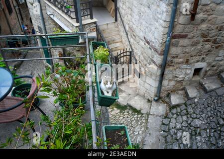 Un gatto tabby grigio e bianco si trova in una piantatrice nella città medievale di Cattaro, Montenegro. Foto Stock