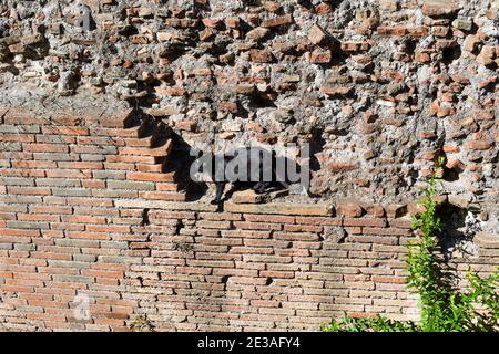 Un breve gatto nero dai capelli cammina lungo un antico muro di mattoni nelle rovine di Largo di Torre Argentina, oggi santuario dei gatti, a Roma, Italia. Foto Stock