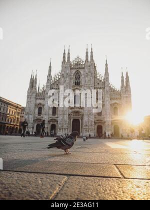 Isolato piccione colomba uccello animale seduto in Piazza del Duomo Piazza Duomo di Milano Lombardia Italia in Europa all'alba Foto Stock