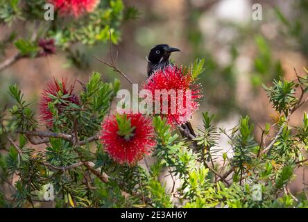 New Holland Honeyeater, Phylidonyris novaehollandiae, che si nuocia su un fiore rosso di fondo. Foto Stock