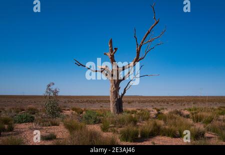 Tronchi di alberi morti sul bordo del lago di Menindee essiccato in Outback occidentale nuovo Galles del Sud. I laghi sono asciutti alla siccità. Minindee, New South Wa Foto Stock