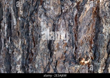 Corteccia di cresta scalata, Pinyon singleleaf, Pinus Monophylla, Pinaceae, albero nativo, Parco Nazionale di Joshua Tree, deserto del Mojave Meridionale, Inverno. Foto Stock