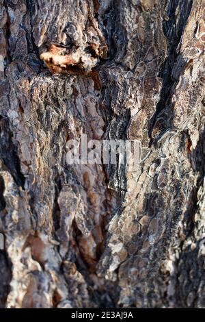 Corteccia di cresta scalata, Pinyon singleleaf, Pinus Monophylla, Pinaceae, albero nativo, Parco Nazionale di Joshua Tree, deserto del Mojave Meridionale, Inverno. Foto Stock