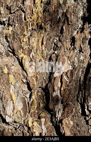 Corteccia di cresta scalata, Pinyon singleleaf, Pinus Monophylla, Pinaceae, albero nativo, Parco Nazionale di Joshua Tree, deserto del Mojave Meridionale, Inverno. Foto Stock