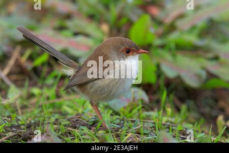 Splendida fairywren, Malurus splendens, femmina in Apollo Bay, Victoria, Australia Foto Stock