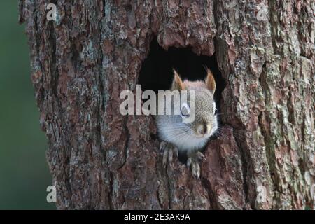 Testa di uno scoiattolo rosso americano che guarda fuori da a. foro in un tronco di albero Foto Stock