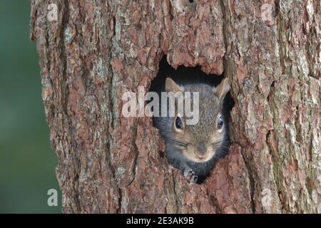 Testa di uno scoiattolo grigio orientale che si affaccia da a. foro in un tronco di albero Foto Stock