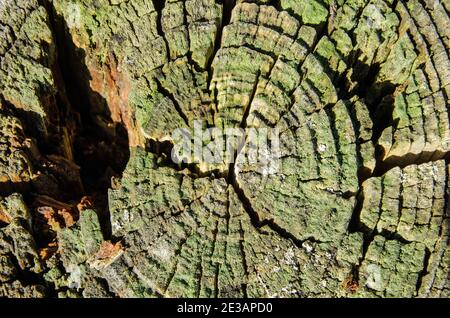 Primo piano vista di un log segato con un sacco di anelli di alberi intemperati con lichene che cresce in mezzo. Soleggiata, vista invernale. Foto Stock