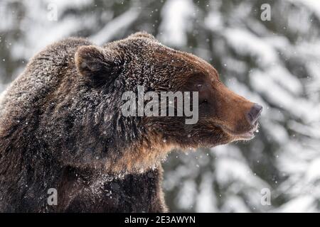 Vicino selvaggio grande orso bruno ritratto nella foresta di inverno. Pericolo animale in habitat naturale. Grande mammifero. Scena della fauna selvatica Foto Stock