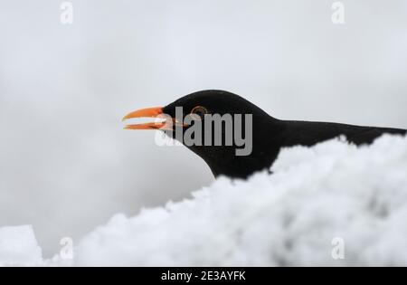 Primo piano di un uccello nero (Turdus merula) che mangia seme nella neve in una fredda giornata invernale. Foto Stock