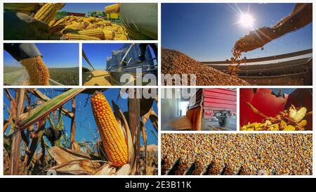 Collage di fotografie che mostrano mais maturo sulla pannocchia in campo agricolo coltivato, tempo di raccolto e deposito di mais in silo di grano agricolo. Foto Stock