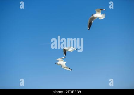Gabbiani nel cielo. Gabbiani in volo. Cielo blu pulito. Foto Stock