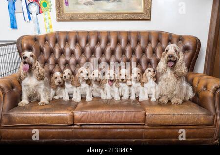 Enorme famiglia di inglese Cocker Spaniel con piccoli cuccioli, in posa a macchina fotografica sulla stazione di Breeding, discendenti di campioni europei. Foto Stock
