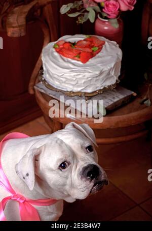 Crostata con fragole e panna montata decorata con foglie di menta. Cane, cane americano Foto Stock