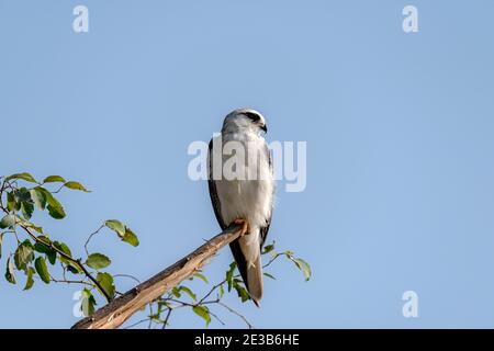 Il kite a spalla nera, noto anche come kite australiano a spalla nera, è un piccolo rapitore che vive in un habitat aperto in tutta l'Australia Foto Stock