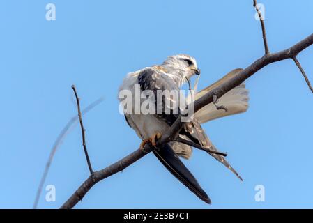 Il kite a spalla nera, noto anche come kite australiano a spalla nera, è un piccolo rapitore che vive in un habitat aperto in tutta l'Australia Foto Stock