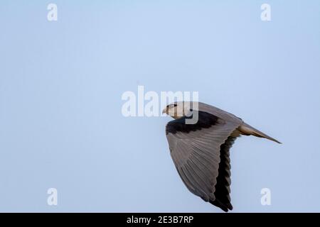 Il kite a spalla nera, noto anche come kite australiano a spalla nera, è un piccolo rapitore che vive in un habitat aperto in tutta l'Australia Foto Stock