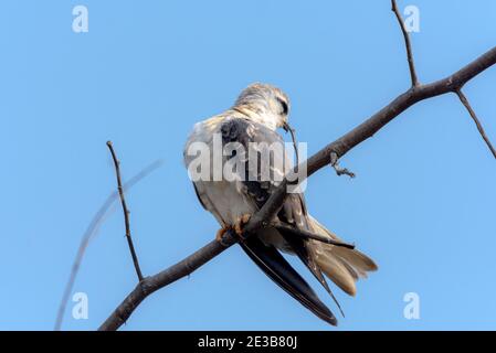 Il kite a spalla nera, noto anche come kite australiano a spalla nera, è un piccolo rapitore che vive in un habitat aperto in tutta l'Australia Foto Stock