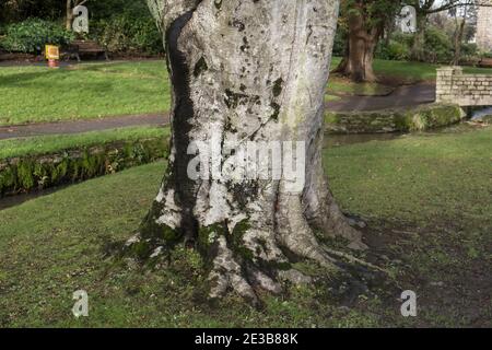 Il grande tronco di un vecchio faggio di rame - Fagus sylvatica. Foto Stock