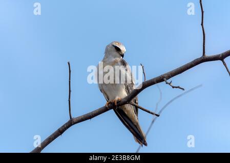 Il kite a spalla nera, noto anche come kite australiano a spalla nera, è un piccolo rapitore che vive in un habitat aperto in tutta l'Australia Foto Stock