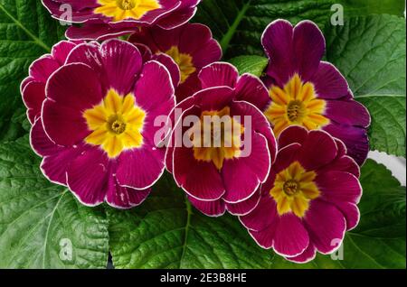 Polyanthus o Primrose, fiori colorati in piena fioritura, fotografati da una breve distanza, macro, fiori con una vasta scala di colori, Primula vulgari Foto Stock