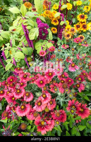 Estate giardino fiori Gaillardia sangue rosso Amaranth Rudbeckias Foto Stock