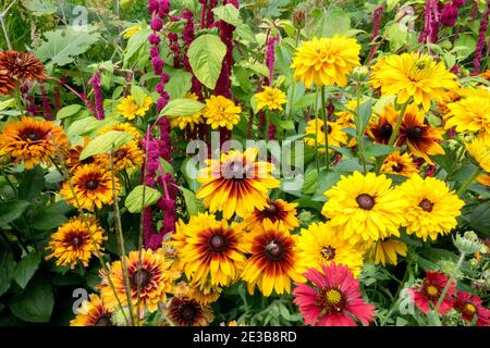 Susans Rudbeckias Amaranth dagli occhi neri metà estate, agosto Fiori fioritura Giardino erbaceo colorato, aiuole miste Rudbeckia hirta gialla in fiore Foto Stock