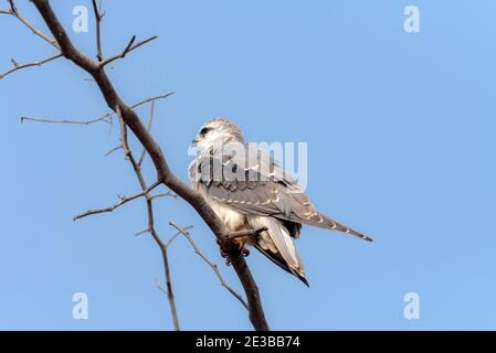 Il kite a spalla nera, noto anche come kite australiano a spalla nera, è un piccolo rapitore che vive in un habitat aperto in tutta l'Australia Foto Stock