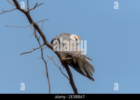 Il kite a spalla nera, noto anche come kite australiano a spalla nera, è un piccolo rapitore che vive in un habitat aperto in tutta l'Australia Foto Stock