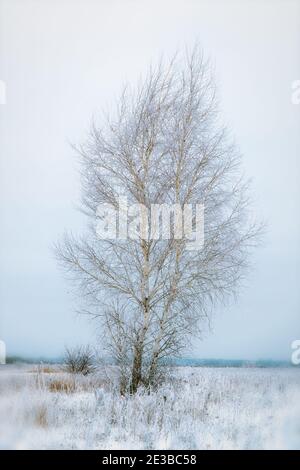 Un solo albero di betulla in un campo innevato su un giorno nuvoloso Foto Stock