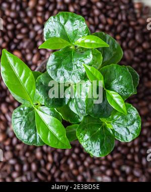 Foglie di caffè verde sullo sfondo dei chicchi di caffè. Vista dall'alto. Albero del caffè. Concetto di giardinaggio domestico. Messa a fuoco selettiva. Foto Stock